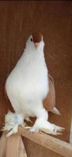 Sierduiven, Dieren en Toebehoren, Meerdere dieren, Overige soorten