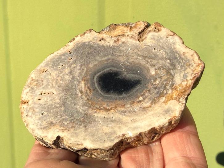 Versteend hout schijf plak slab mineralen, Verzamelen, Mineralen en Fossielen, Mineraal, Ophalen of Verzenden