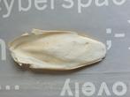sepiabeen, Dieren en Toebehoren, Tropenvogel