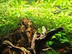Jonge Bloody Mary garnalen (per 10), Dieren en Toebehoren, Vissen | Aquariumvissen, Kreeft, Krab of Garnaal, Zoetwatervis