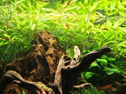 Jonge Bloody Mary garnalen (per 10), Dieren en Toebehoren, Vissen | Aquariumvissen, Zoetwatervis, Kreeft, Krab of Garnaal