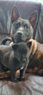 Pups 3/4 Herder 1/4 Samojeed, Dieren en Toebehoren, CDV (hondenziekte), 8 tot 15 weken, Meerdere, Meerdere dieren