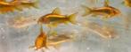 Corydoras goldstripe €6.95 per vis en 10 voor €65, Vis, Zoetwatervis, Schoolvis