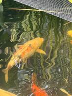 Koi Taisho sanke 55 cm, Dieren en Toebehoren, Vissen | Vijvervissen, Karper of Koi
