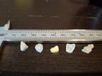 5 specimens of rough Andamooka opal, with fossil, Ophalen of Verzenden, Kraal