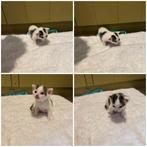 Kittens te koop mogen vanaf 23 augustus bij de moeder weg, Dieren en Toebehoren, Katten en Kittens | Overige Katten, Kater
