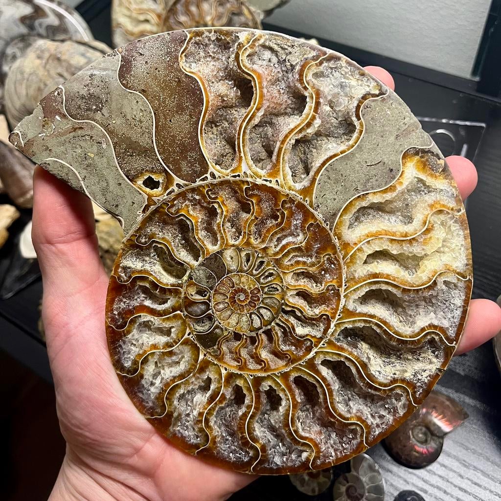 XL Ammoniet Paar – 17,5 cm – Parelmoerglans – Madagaskar, Verzamelen, Mineralen en Fossielen, Ophalen of Verzenden, Fossiel