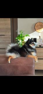 Pomeriaan, Dieren en Toebehoren, Honden | Chihuahua's en Gezelschapshonden, Overige rassen, Teef, Eén hond, 3 tot 5 jaar