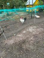 Hanen 3 stuks, Dieren en Toebehoren, Pluimvee, Mannelijk, Kip