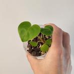 Anthurium recavum 2 in 1, Huis en Inrichting, Kamerplanten, Ophalen of Verzenden, Overige soorten, Minder dan 100 cm