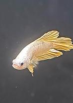 Betta splendens yellow plakat, Vis, Zoetwatervis