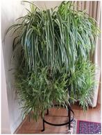 Spider plants (and a few others), Ophalen, Overige soorten, Halfschaduw, In pot