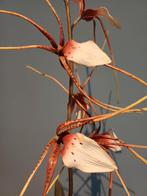 ZIJDE PLANT ORCHIDEE MET POT, Ophalen of Verzenden, Binnen