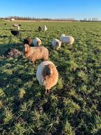 Te koop drachtige quassant ooien, Meerdere dieren, Schaap