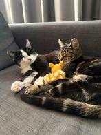 2 lieve kittens, Dieren en Toebehoren, Meerdere dieren