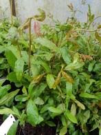 Punica granatum (granaatappel), Ophalen of Verzenden, Minder dan 100 cm, Lente