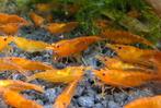 Oranje Garnalen, Dieren en Toebehoren, Vissen | Aquariumvissen, Kreeft, Krab of Garnaal