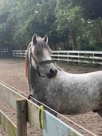 Knappe kinderpony VERKOCHT!!!!, Dieren en Toebehoren, Gechipt, B, Ruin, 7 tot 10 jaar