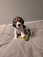 Beagle pups, Dieren en Toebehoren, Honden | Beagles, Bassets en Lopende honden, Beagle, Reu, 8 tot 15 weken, Meerdere