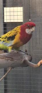 Prachtrosella, Dieren en Toebehoren, Vogels | Parkieten en Papegaaien, Mannelijk, Parkiet, Geringd