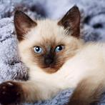 Gezocht: lieve Balinese kitten, Dieren en Toebehoren, Katten en Kittens | Overige Katten, Geslacht onbekend, Langharig, 0 tot 2 jaar
