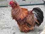 Kippenopvang zoekt goede plek voor deze leuke krielhaan!, Dieren en Toebehoren, Pluimvee, Mannelijk, Kip