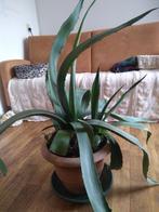 agave, Volle zon, Vaste plant, Bloeit niet, Ophalen