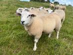 Mooie dekram, Dieren en Toebehoren, Mannelijk, Schaap