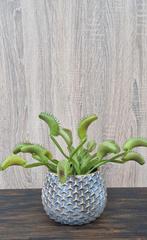 Vleesetende kunstplantjes, Huis en Inrichting, Woonaccessoires | Kunstplanten en Kunstbloemen, ., Nieuw, Ophalen of Verzenden