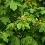Goedkope veldesdoorn haag, acer campestre hagen, Tuin en Terras, Ophalen of Verzenden, Laurier