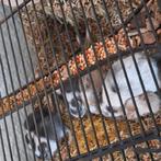 Jonge gerbils twee kleurig, Dieren en Toebehoren, Juni, Meerdere dieren, Overige typen, Tam