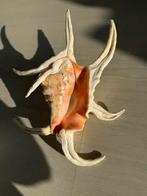 Chiagra spider conch lambis schelp, Ophalen of Verzenden, Zo goed als nieuw, Insect