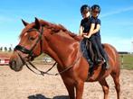 Kinder pony ,grote d-pony, merrie, 100% bomproof, Dieren en Toebehoren, Pony's, B, 3 tot 6 jaar, Recreatiepony, D pony (1.37m tot 1.48m)