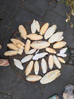 Sepia, calcium voor vogels, Ophalen of Verzenden, Eten en Drinken