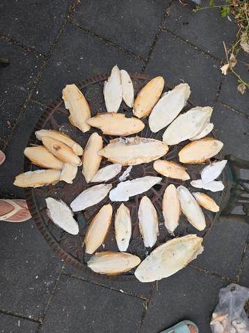 Sepia, calcium voor vogels beschikbaar voor biedingen