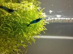 Neocaridina Blue dream €1.25, Dieren en Toebehoren, Vissen | Aquariumvissen, Kreeft, Krab of Garnaal, Zoetwatervis