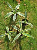 Agave Americana Variegata, Ophalen, Bloeit niet, Overige soorten, Volle zon