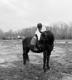 Bijrijdt/bruikleen/verplaatsbaar lease paard gezocht ‼️, Dieren en Toebehoren, Ophalen of Verzenden