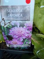 Scabiosa japonica, Tuin en Terras, Ophalen, Zomer, Overige soorten, Volle zon