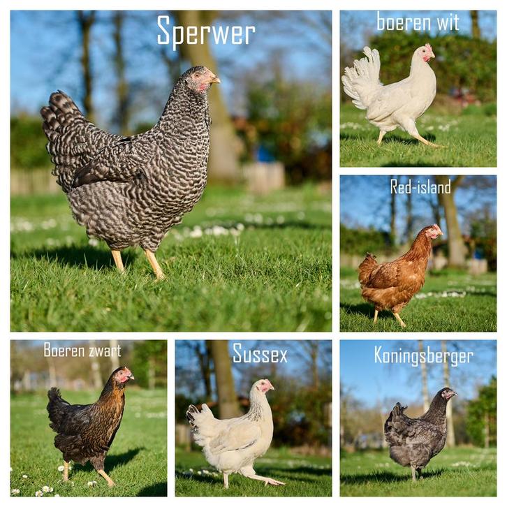 Nieuwe jonge legkippen, Dieren en Toebehoren, Pluimvee, Kip, Vrouwelijk