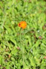 Vaste planten havikskruid, Tuin en Terras, Planten | Tuinplanten, Ophalen, Bodembedekkers, Volle zon, Vaste plant