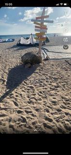 Kiteset vantage inclusief harnas board leach en bar, Watersport en Boten, Ophalen, Gebruikt, Kitesurf-set, Twintip