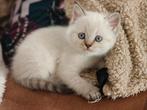 Britse Korthaar kitten, Dieren en Toebehoren, Katten en Kittens | Raskatten | Korthaar, Kater