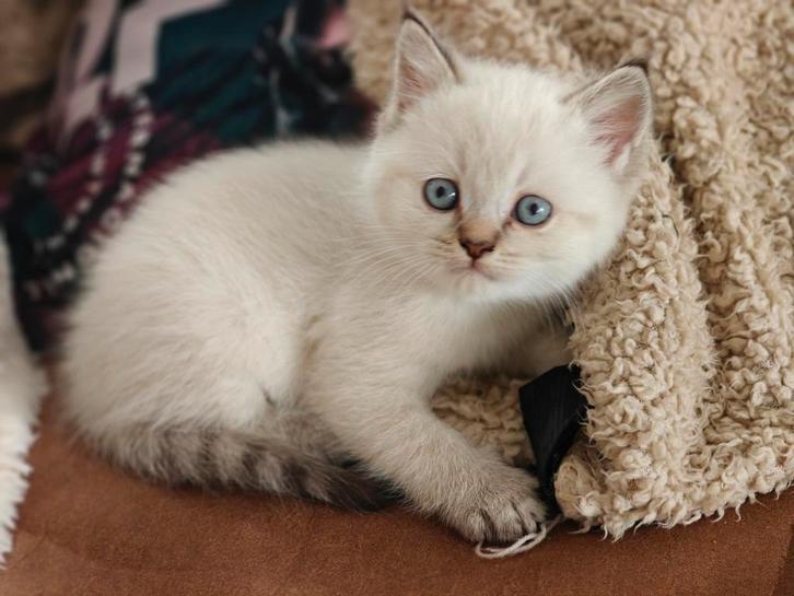 Britse Korthaar kitten, Dieren en Toebehoren, Katten en Kittens | Raskatten | Korthaar, Kater