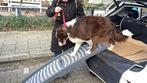 Honden loop plank auto, Ophalen of Verzenden