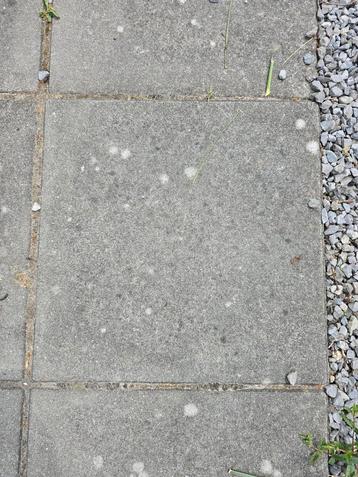 32 betontegels 50x50 beschikbaar voor biedingen