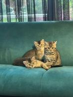 Britse korthaar kittens, Dieren en Toebehoren, Katten en Kittens | Raskatten | Korthaar, Meerdere dieren, Gechipt, 0 tot 2 jaar