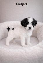 Super mooi gezonde boomer pups. Ook een choco kleur !!!, Overige rassen, 8 tot 15 weken, CDV (hondenziekte), Meerdere