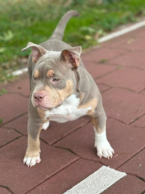 Prachtig lilac tri american bully pocket teefje, Dieren en Toebehoren, Honden | Bulldogs, Pinschers en Molossers, Teef, Overige rassen