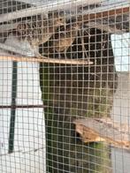 Hennen goudfarzanten 10-12 maanden oud, Dieren en Toebehoren, Vogels | Overige Vogels, Vrouwelijk